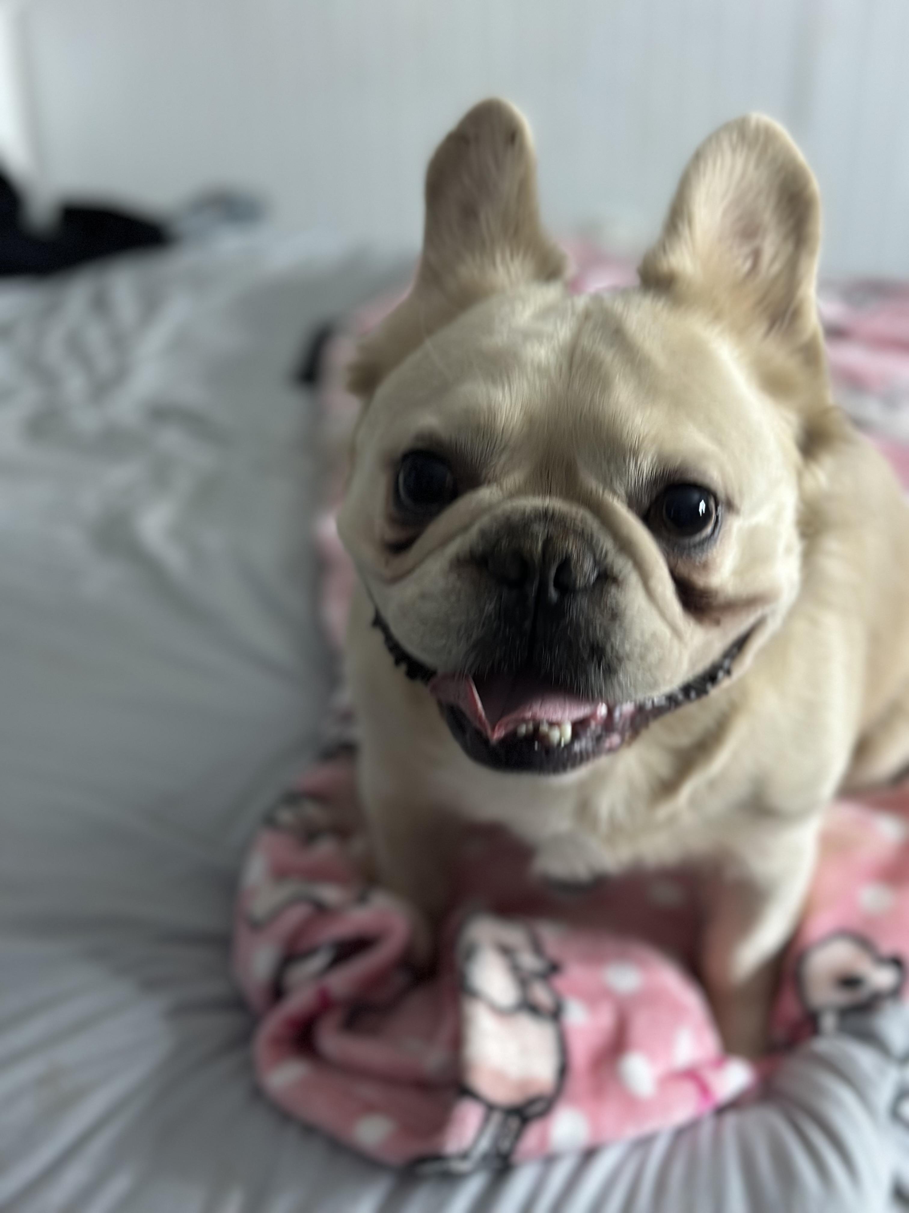 Enlarge Launch Pad, a Adoptable French Bulldog in Mansfield, TX image 3/4