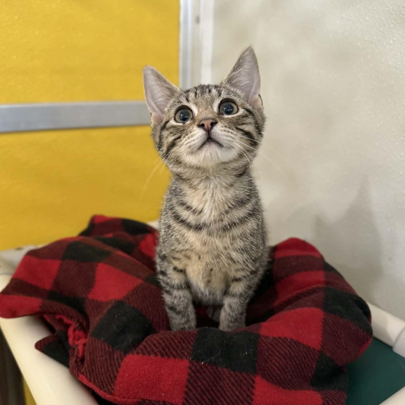 Schnauzer, adopted, Kitten Male Domestic Short Hair & Tabby.