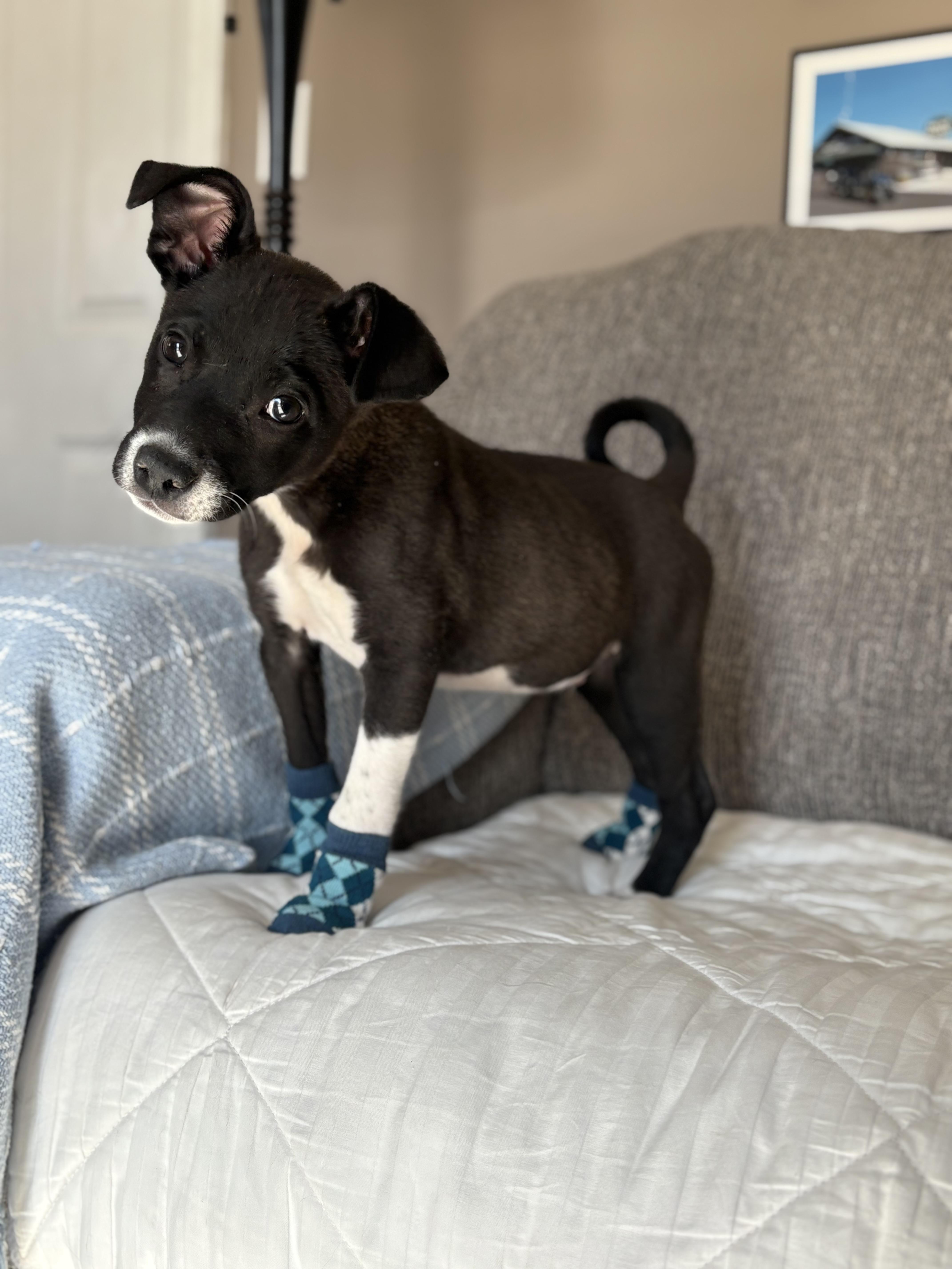 Peter Plankton, Adoptable, Puppy Male Pit Bull Terrier & Great Pyrenees.