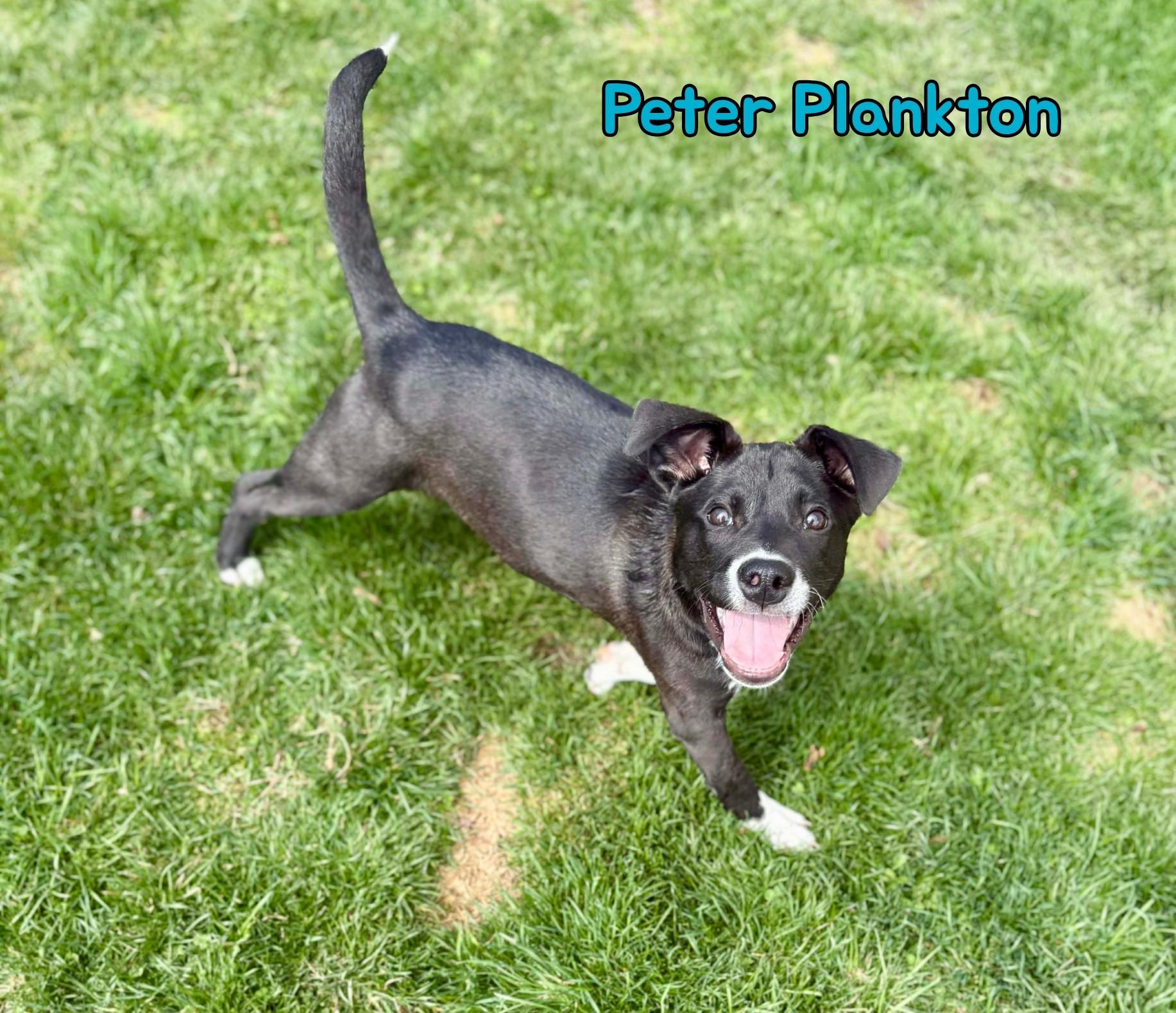 Enlarge Peter Plankton, a Adoptable mixed breed in New Baltimore, MI image 2/3
