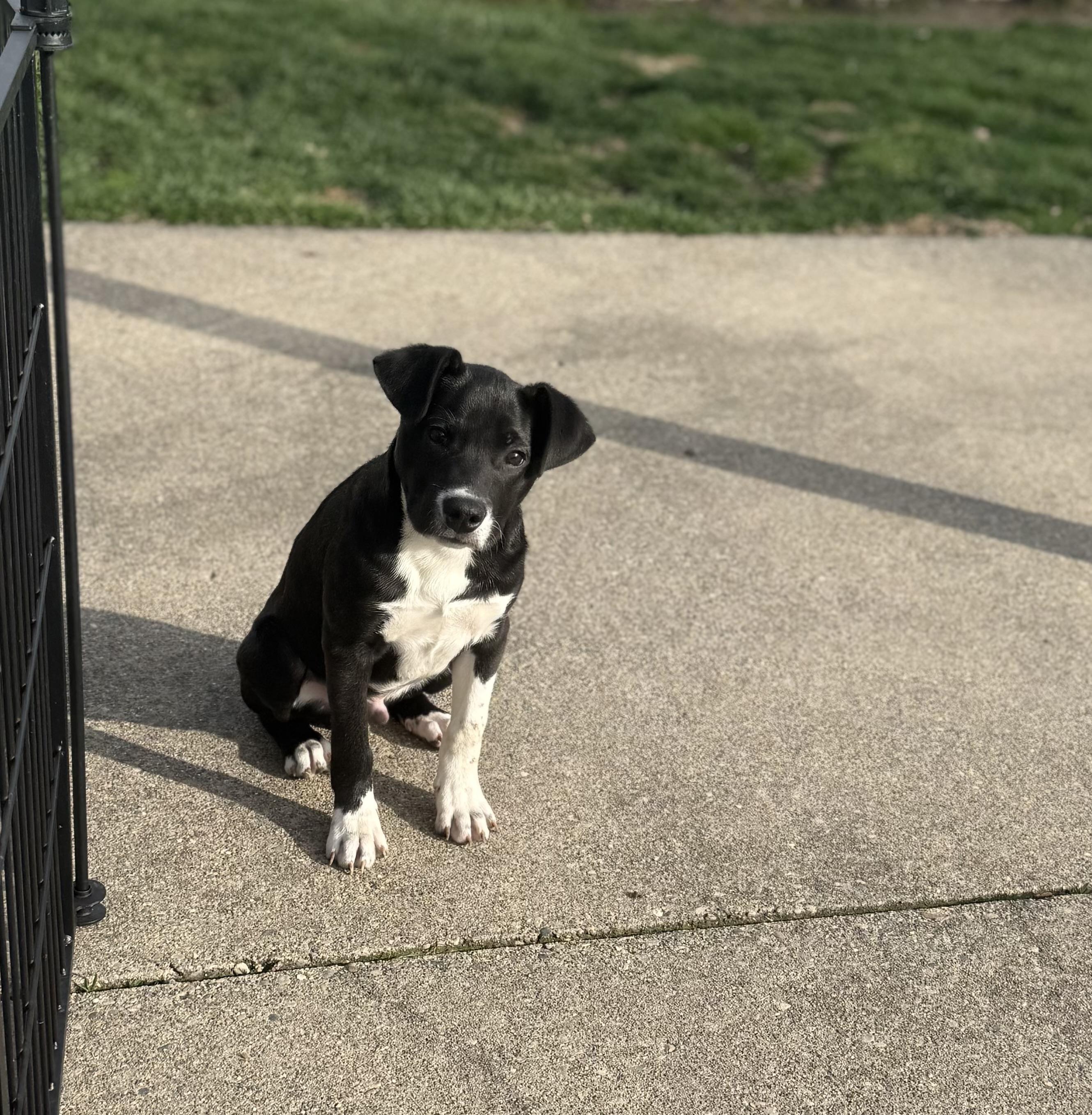 Enlarge Peter Plankton, a Adoptable mixed breed in New Baltimore, MI image 3/3