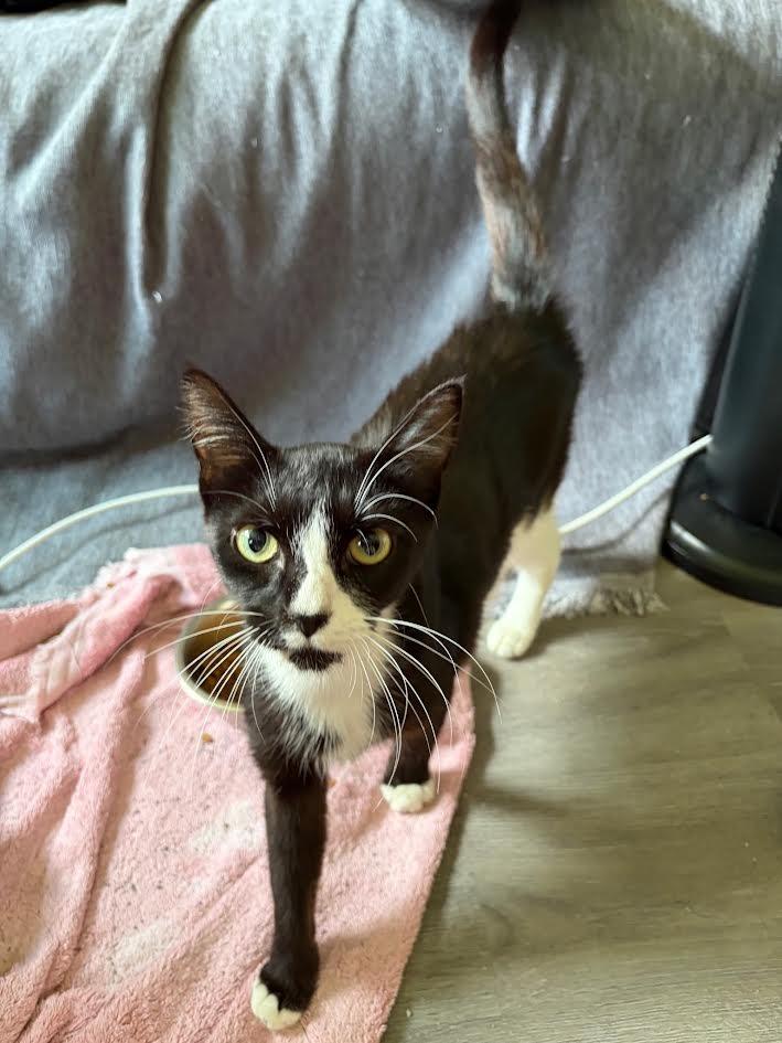 Enlarge Mars, a Adoptable mixed breed in Madison, AL image 1/1