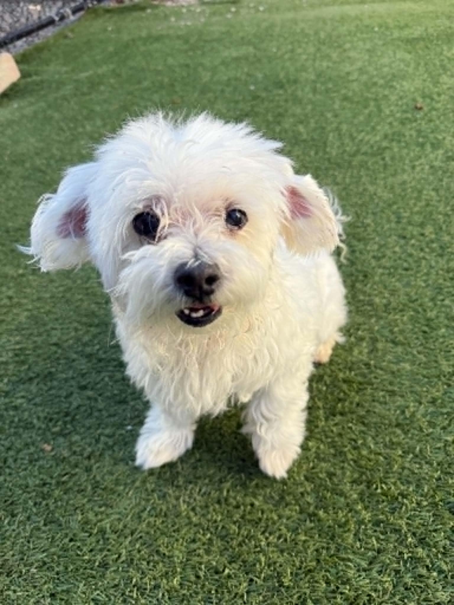 Enlarge Muffin, a ADOPTABLE Maltese in Groton, CT image 1/1