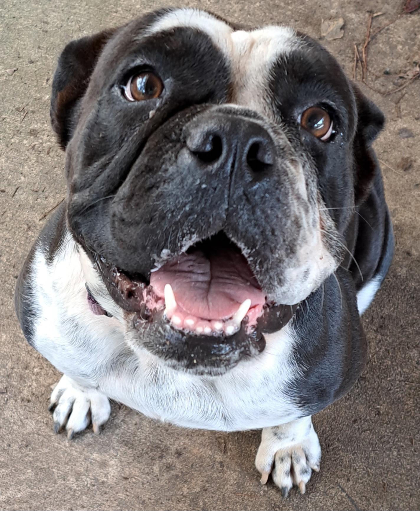 Enlarge Luna, a Adoptable English Bulldog in Mobile , AL image 2/3