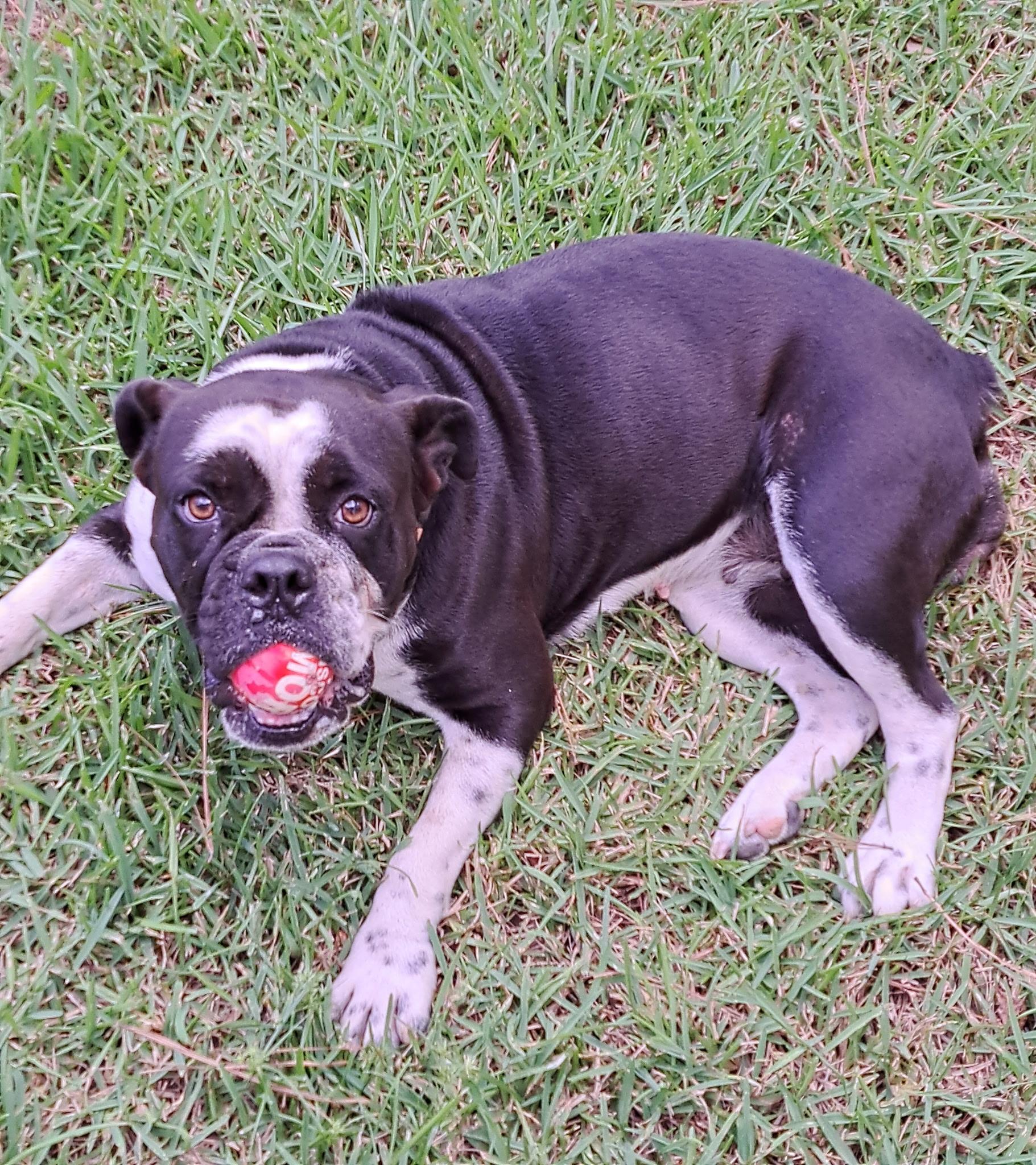 Enlarge Luna, a Adoptable English Bulldog in Mobile , AL image 3/3