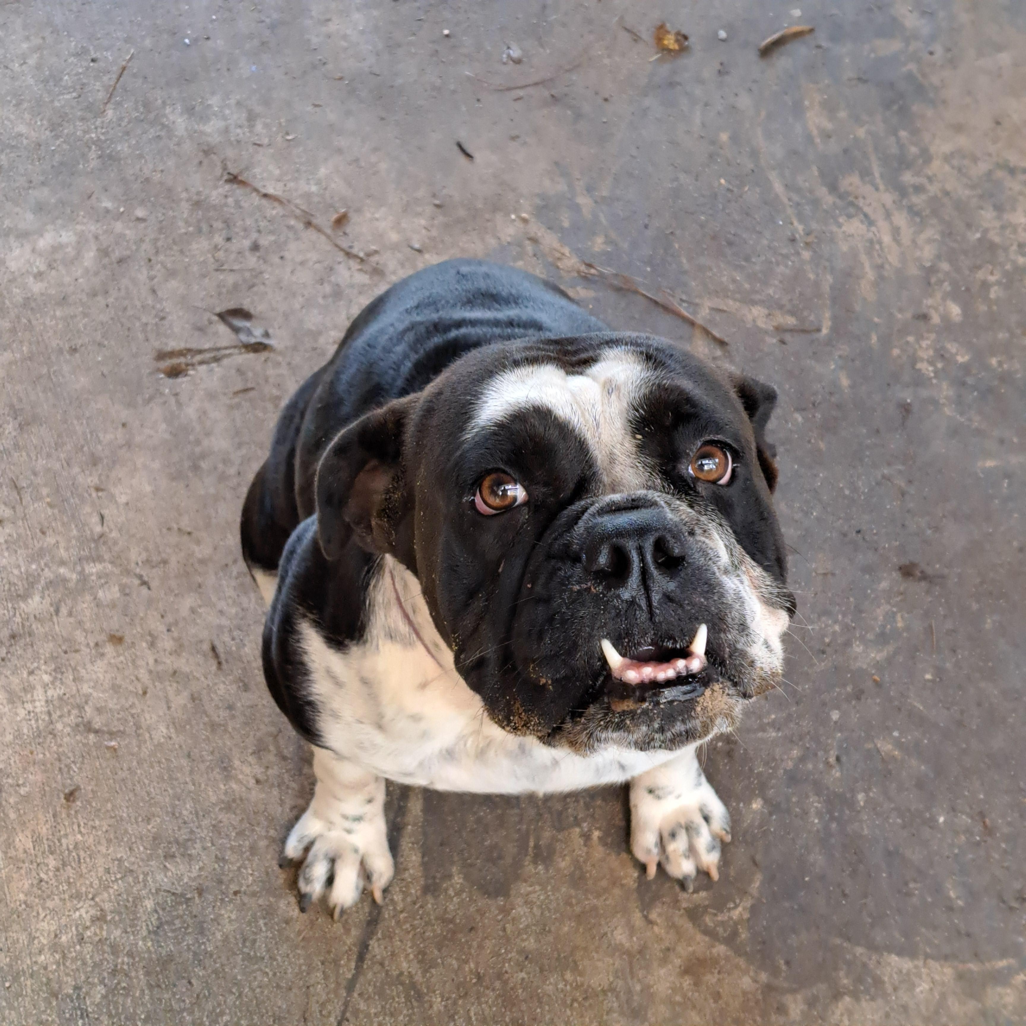 Enlarge Luna, a Adoptable English Bulldog in Mobile , AL image 1/3