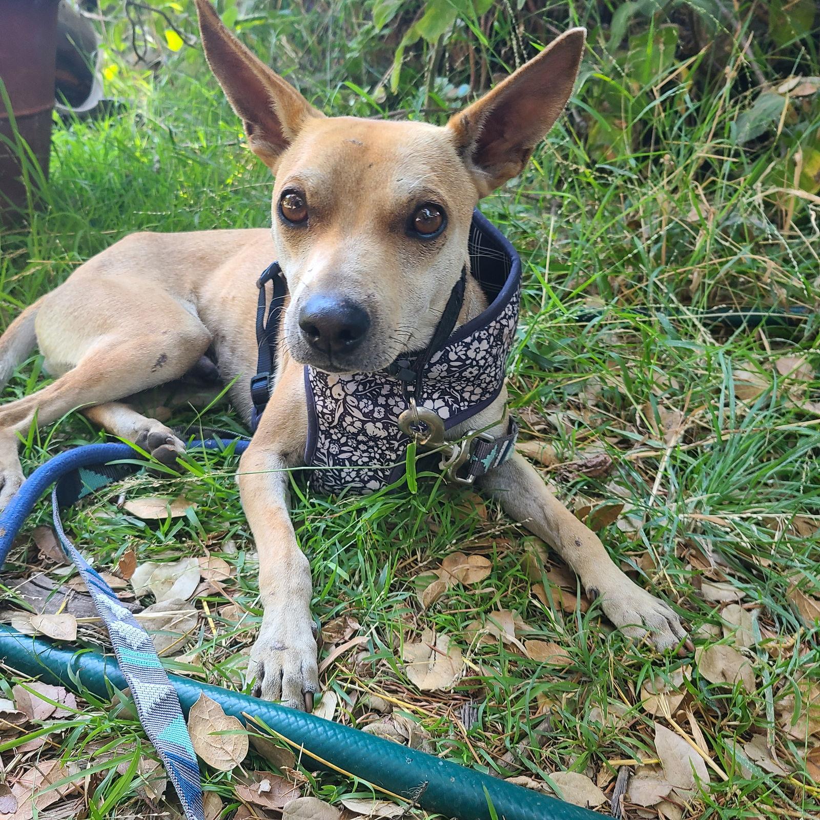 Enlarge Sonny, a Adoptable Basenji in Los Angeles, CA image 2/3