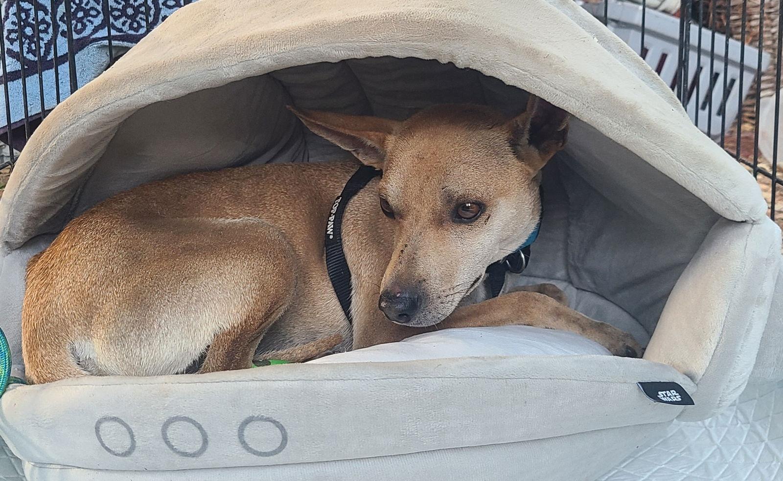 Enlarge Sonny, a Adoptable Basenji in Los Angeles, CA image 3/3