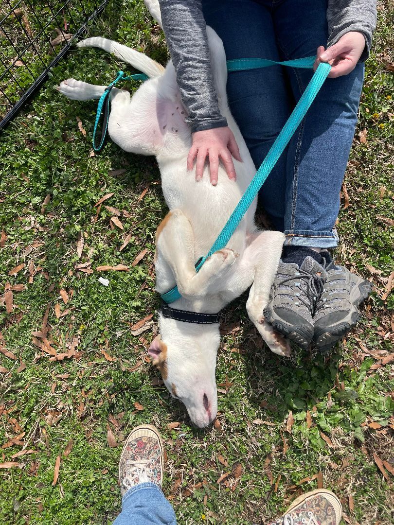 Enlarge Mason, a Adoptable American Staffordshire Terrier in Shelby, NC image 12/14