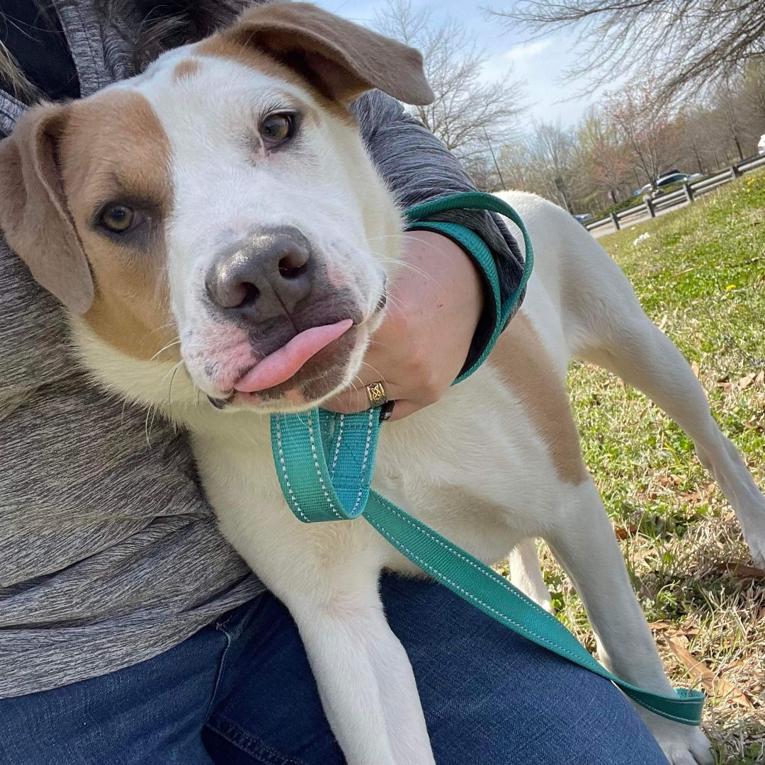 Enlarge Mason, a Adoptable American Staffordshire Terrier in Shelby, NC image 13/14