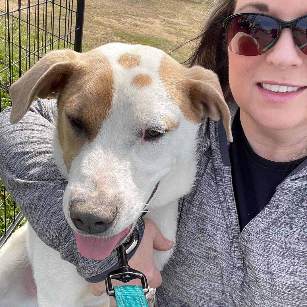 Mason, Adoptable, Adult Male American Staffordshire Terrier.