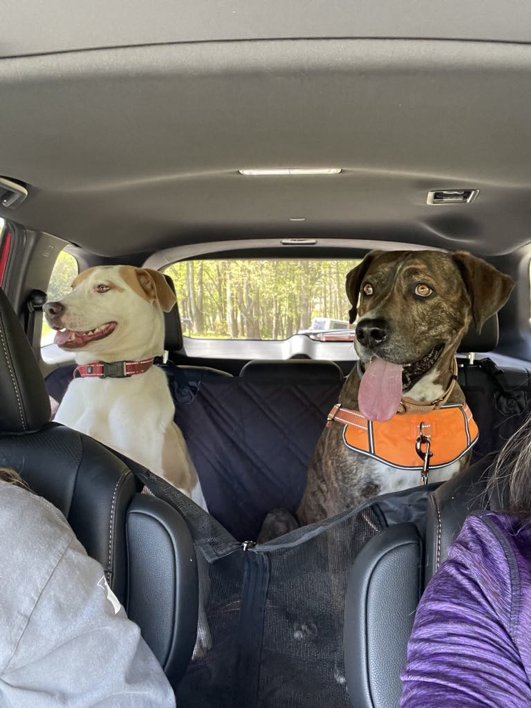 Enlarge Mason, a Adoptable American Staffordshire Terrier in Shelby, NC image 11/14