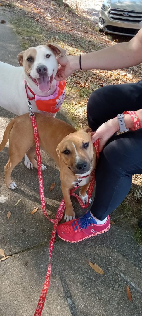 Enlarge Mason, a Adoptable American Staffordshire Terrier in Shelby, NC image 14/14