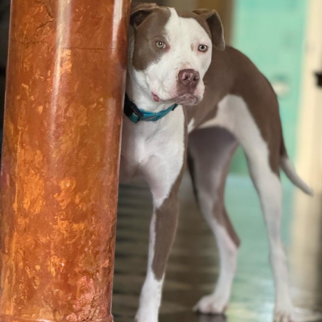 Ms. River, Adoptable, Adult Female Pit Bull Terrier.