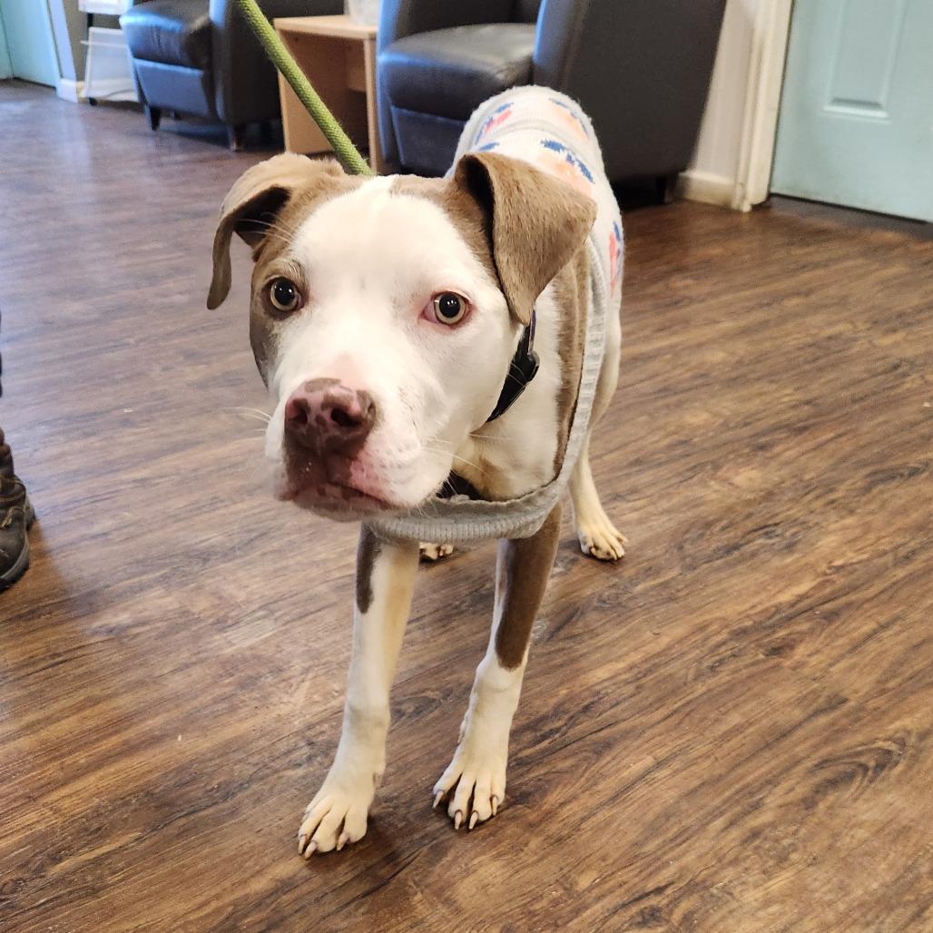 Enlarge Ms. River, a Adoptable Pit Bull Terrier in St. Louis, MO image 2/6