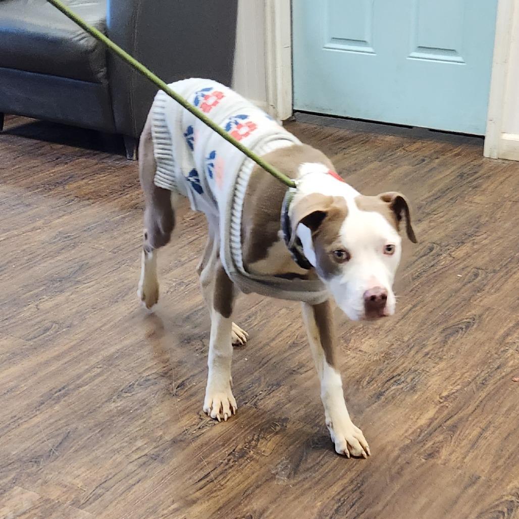 Enlarge Ms. River, a Adoptable Pit Bull Terrier in St. Louis, MO image 4/6