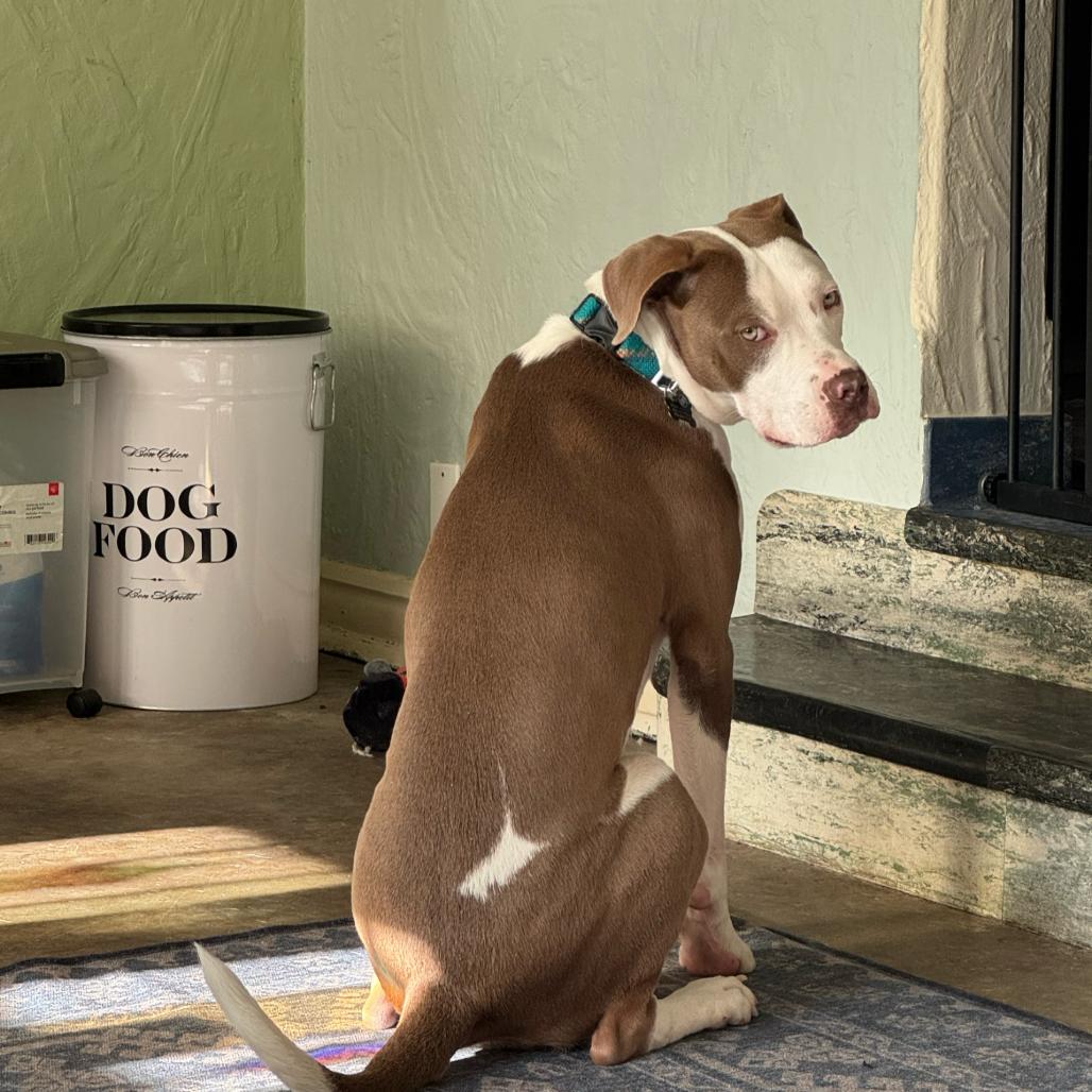 Enlarge Ms. River, a Adoptable Pit Bull Terrier in St. Louis, MO image 4/6