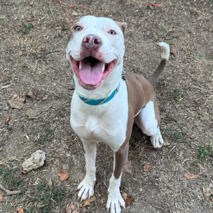 Enlarge Ms. River, a Adoptable Pit Bull Terrier in St. Louis, MO image 5/6