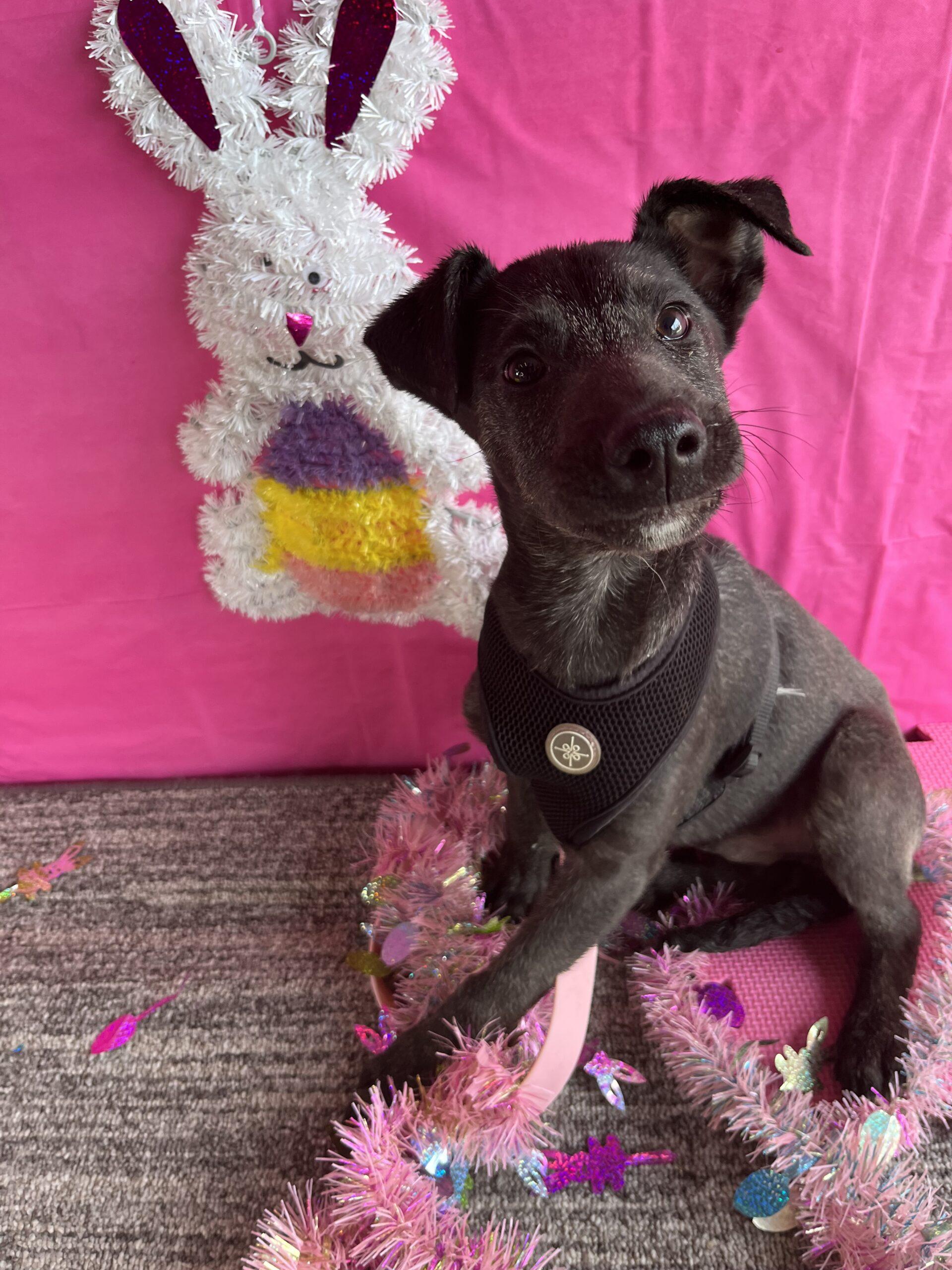 Dog for adoption Paul McCartney, a Shepherd & Labrador Retriever Mix