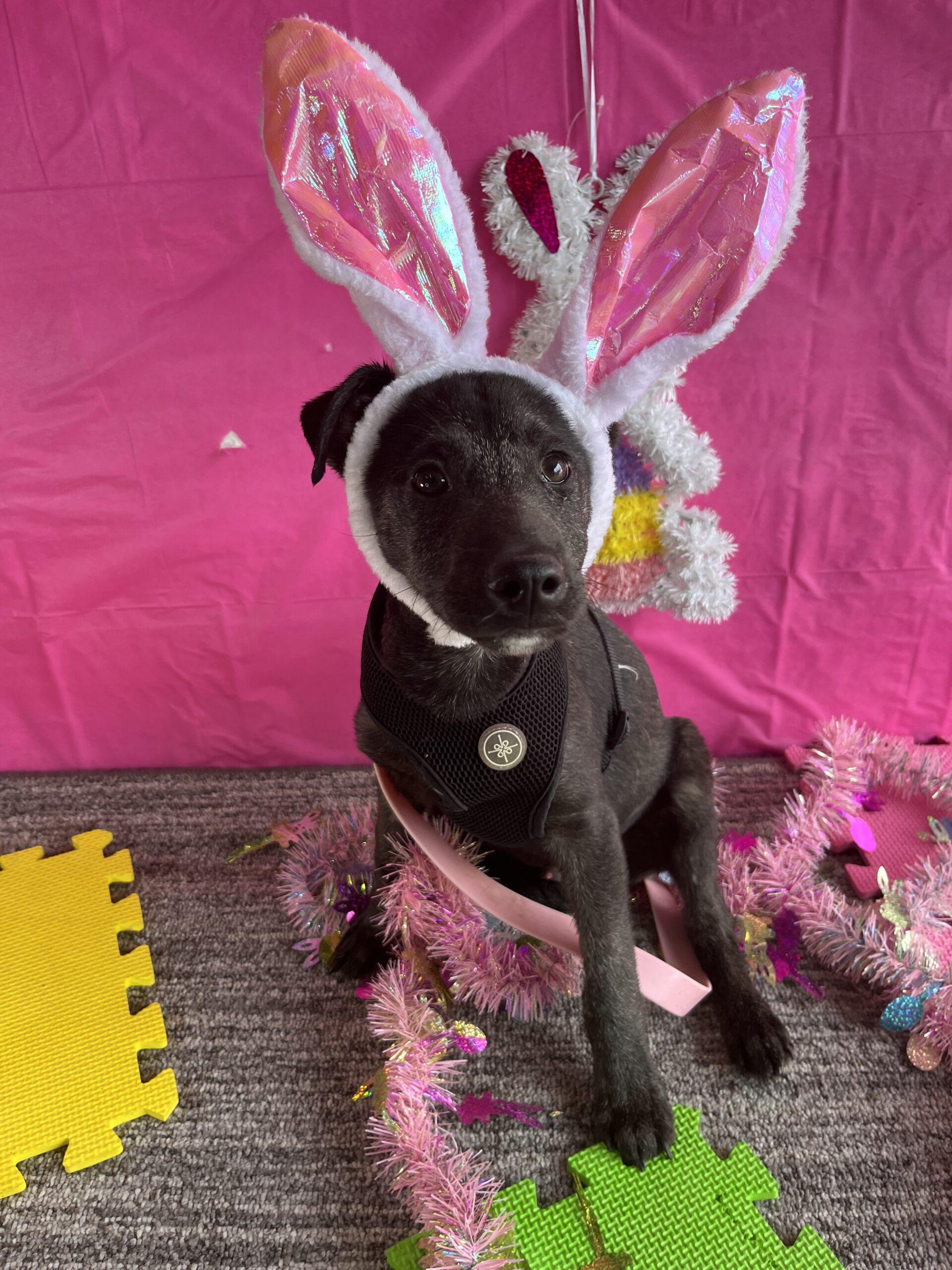 Dog for adoption Paul McCartney, a Shepherd & Labrador Retriever Mix