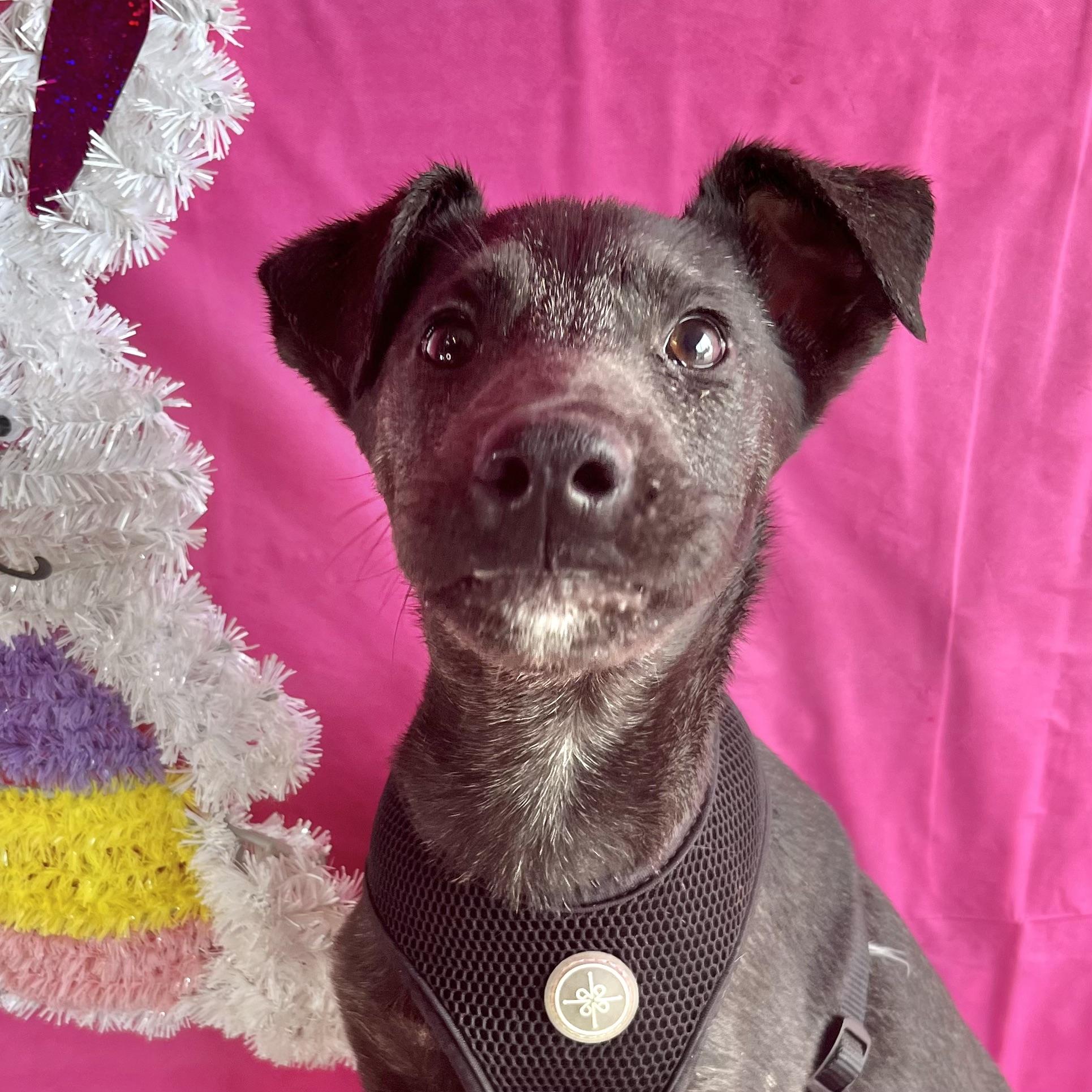 Dog for adoption Paul McCartney, a Shepherd & Labrador Retriever Mix