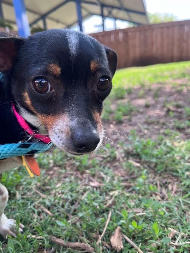 Enlarge Mossie A216795, an adopted mixed breed in Plano, TX image 4/4