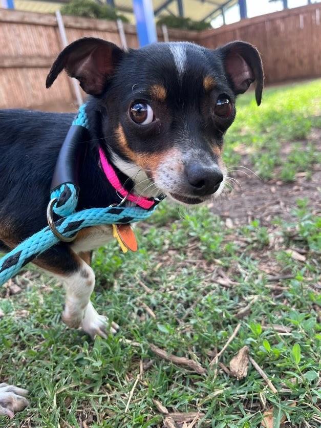 Enlarge Mossie A216795, an adopted mixed breed in Plano, TX image 3/4