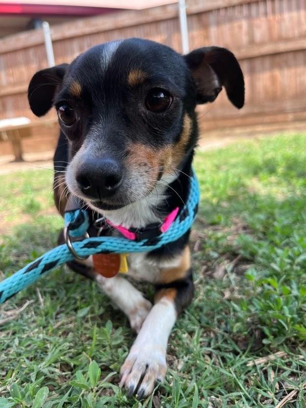 Enlarge Mossie A216795, an adopted mixed breed in Plano, TX image 1/4