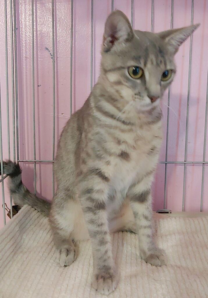 Enlarge Freya, a Adoptable Domestic Short Hair in Oakland Park, FL image 1/3