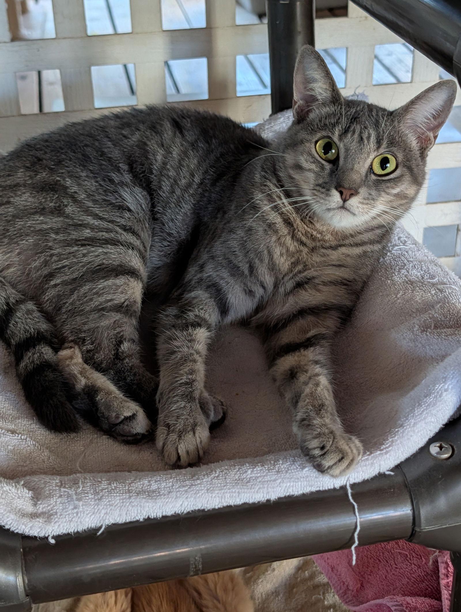 Freya, a Adoptable Domestic Short Hair in Oakland Park, FL image 2/3