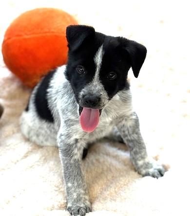 Enlarge 4PAWS Ben, a ADOPTABLE mixed breed in Benbrook, TX image 1/2