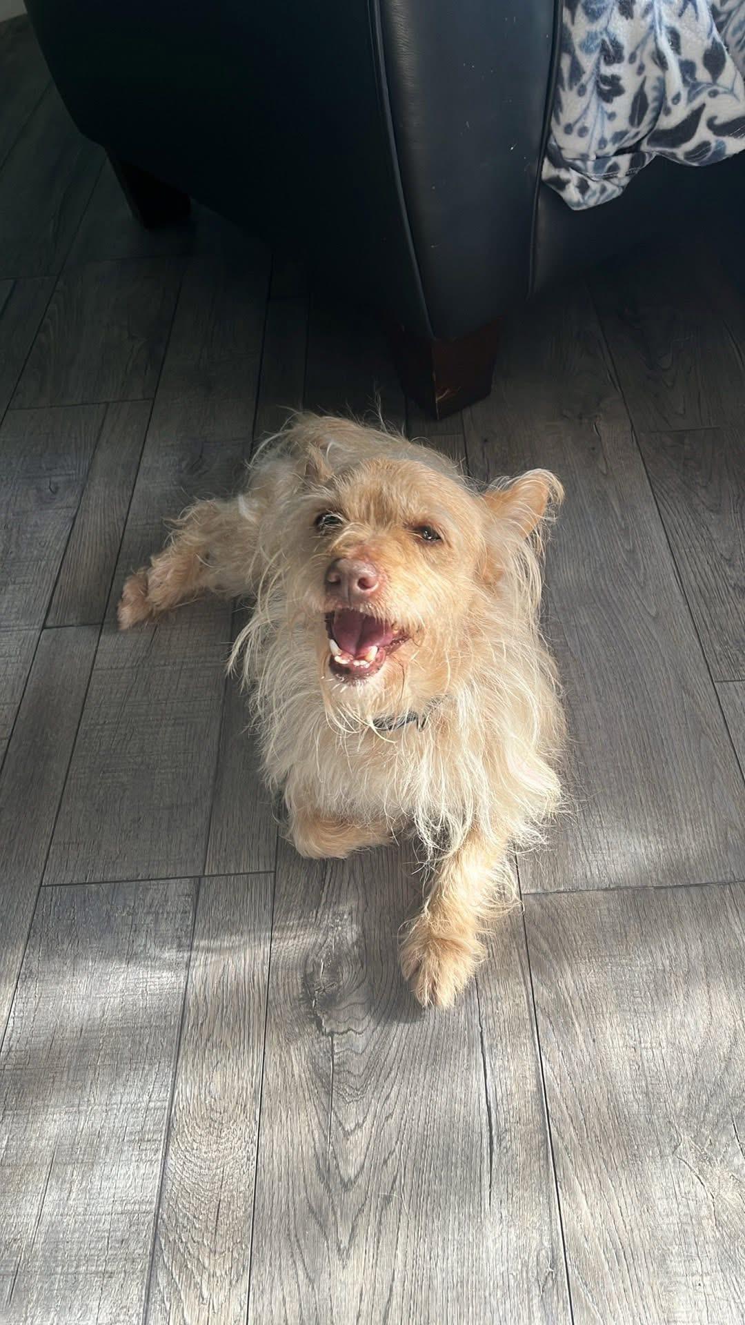 Ollie , an adopted mixed breed in Eugene, OR image 3/3