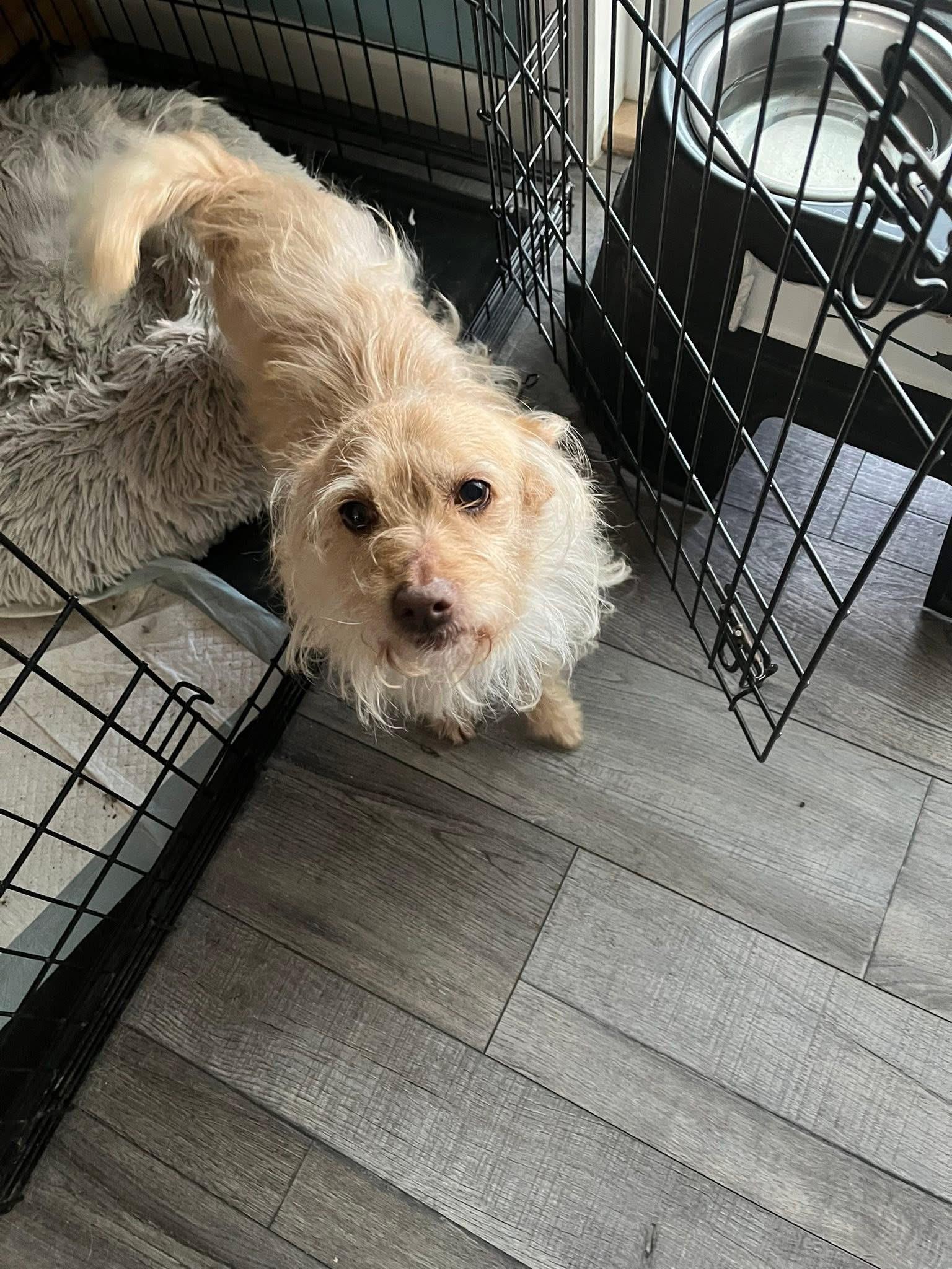 Ollie , an adopted mixed breed in Eugene, OR image 2/3