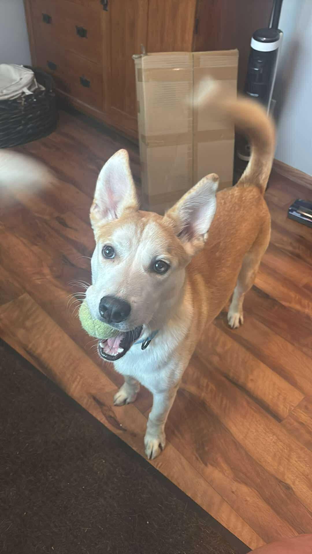 Nicholas the Carolina Dog!