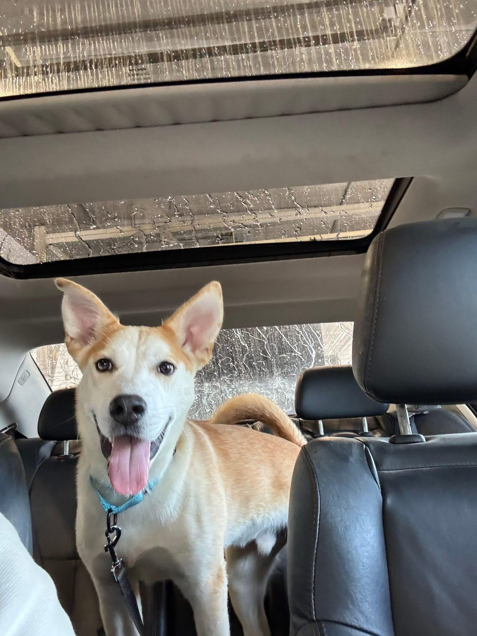 Nicholas the Carolina Dog!