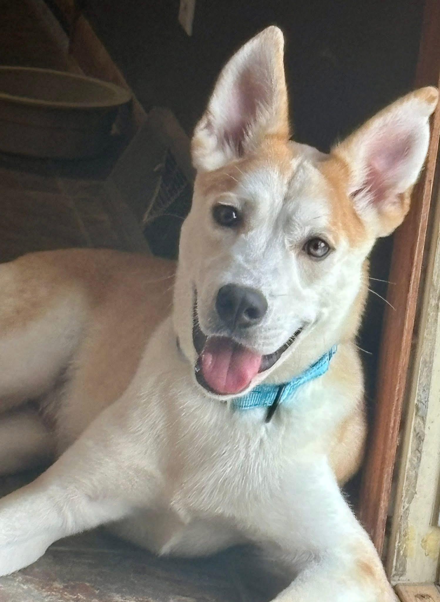 Nicholas the Carolina Dog!