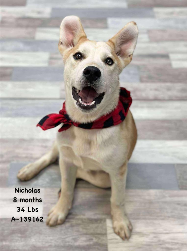 Nicholas the Carolina Dog!