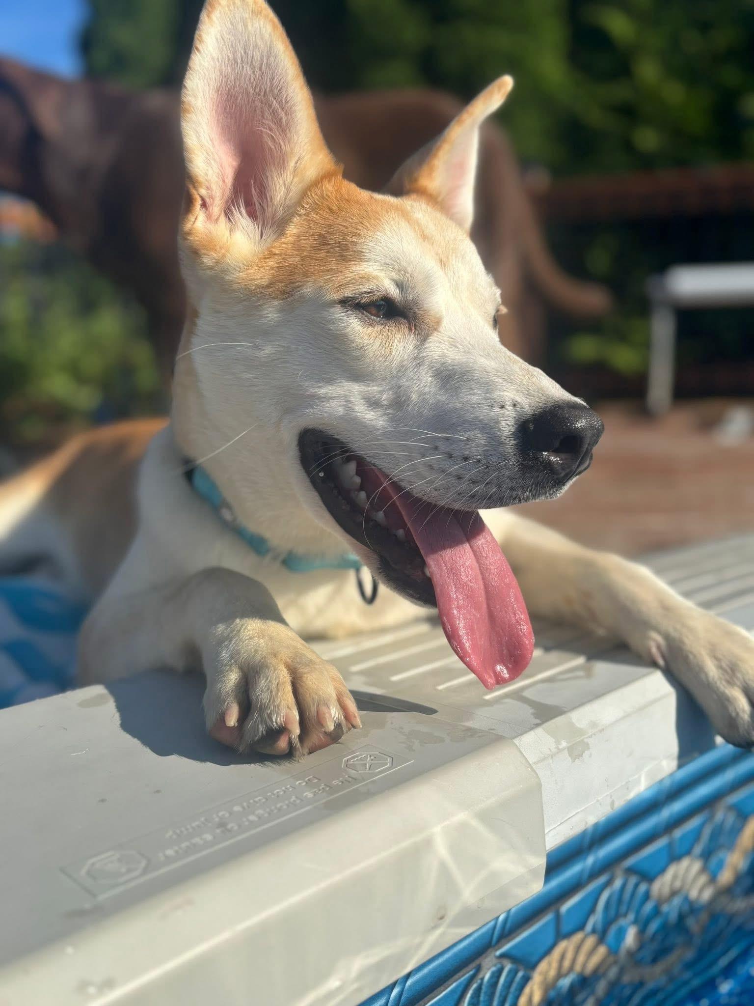 Nicholas the Carolina Dog!
