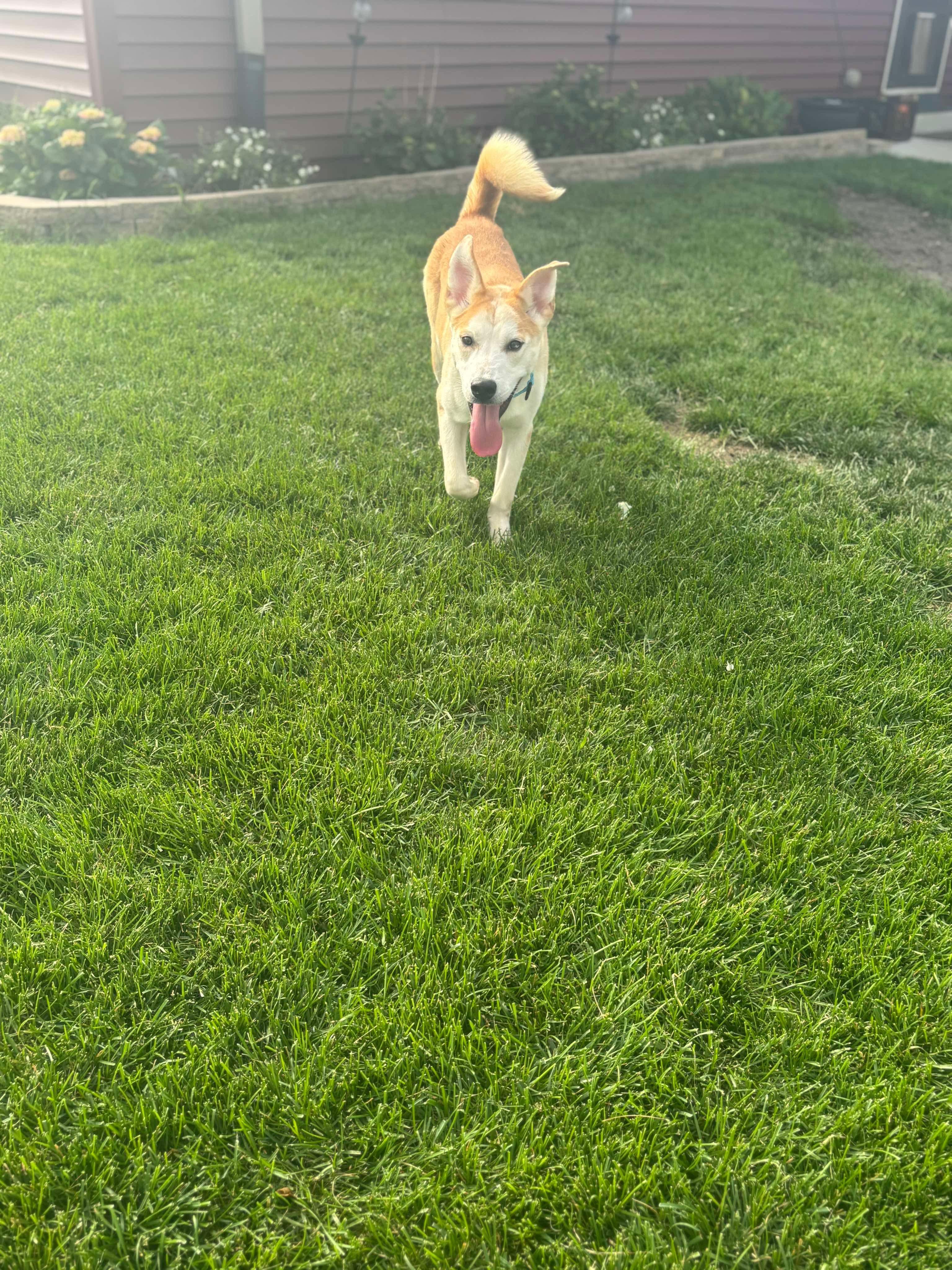 Nicholas the Carolina Dog!