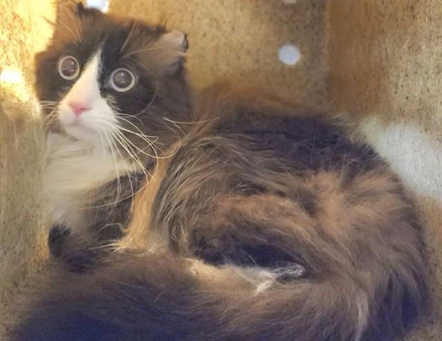 NIKOLAUS, Adoptable, Adult Male Domestic Long Hair & Domestic Short Hair.