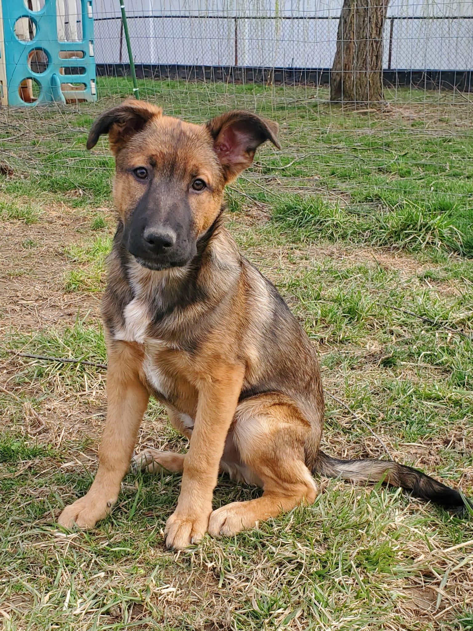 Enlarge Mohican, a Adoptable mixed breed in Dayton, OH image 3/6