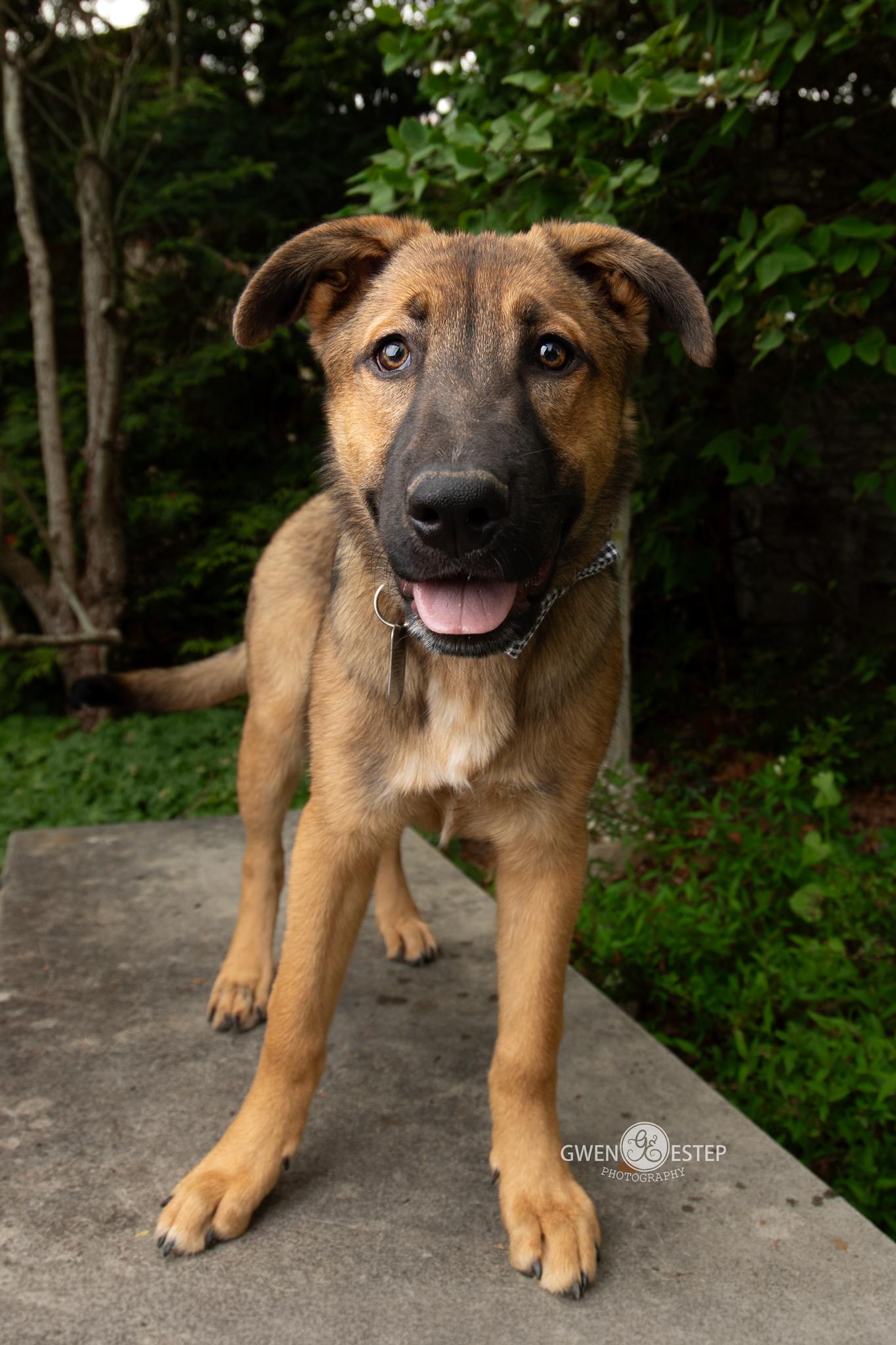 Mohican, Adoptable, Puppy Male German Shepherd Dog.