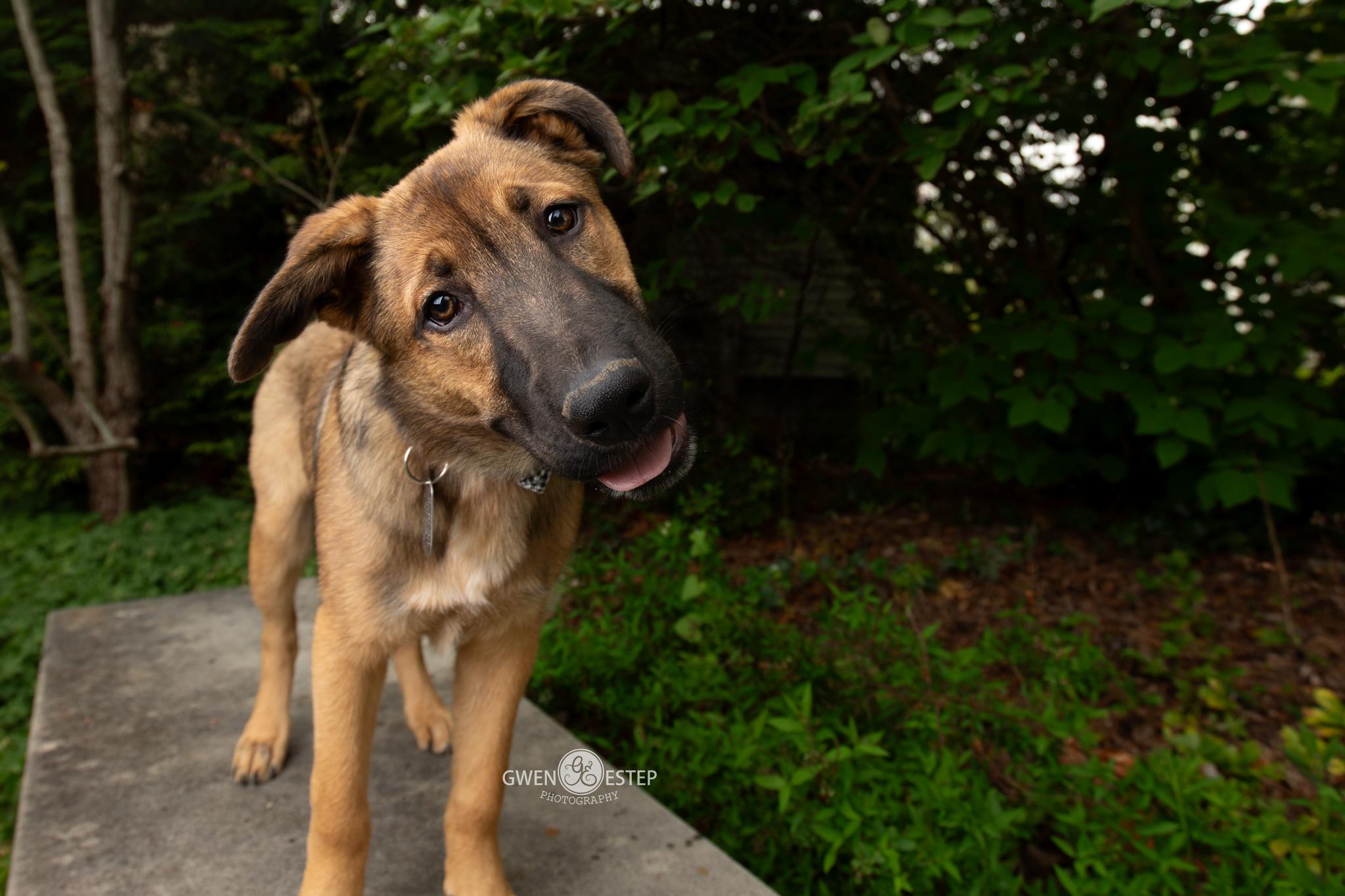 Mohican, a Adoptable mixed breed in Dayton, OH image 2/6