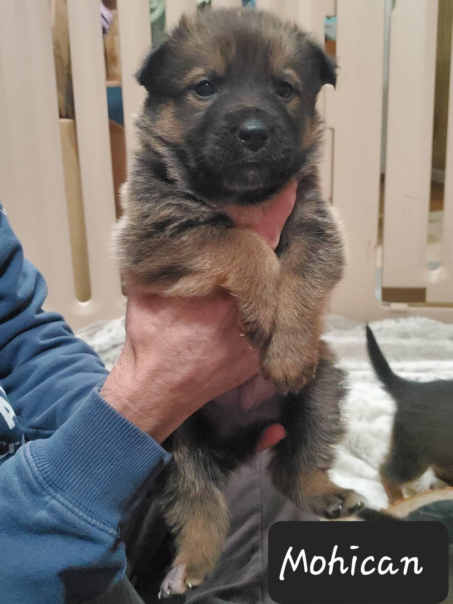 Enlarge Mohican, a Adoptable mixed breed in Dayton, OH image 6/6