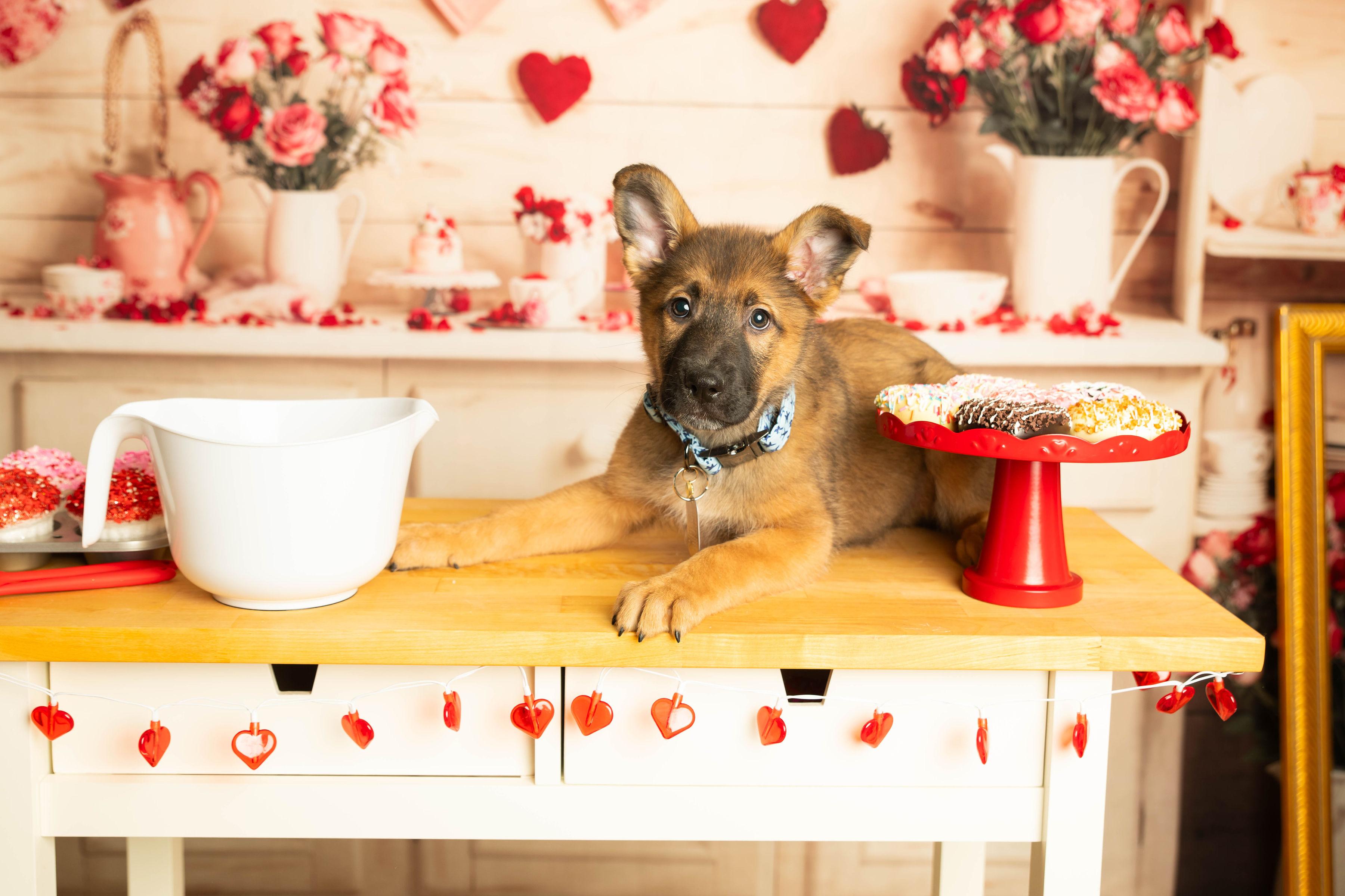 Enlarge Mohican, a Adoptable mixed breed in Dayton, OH image 5/6