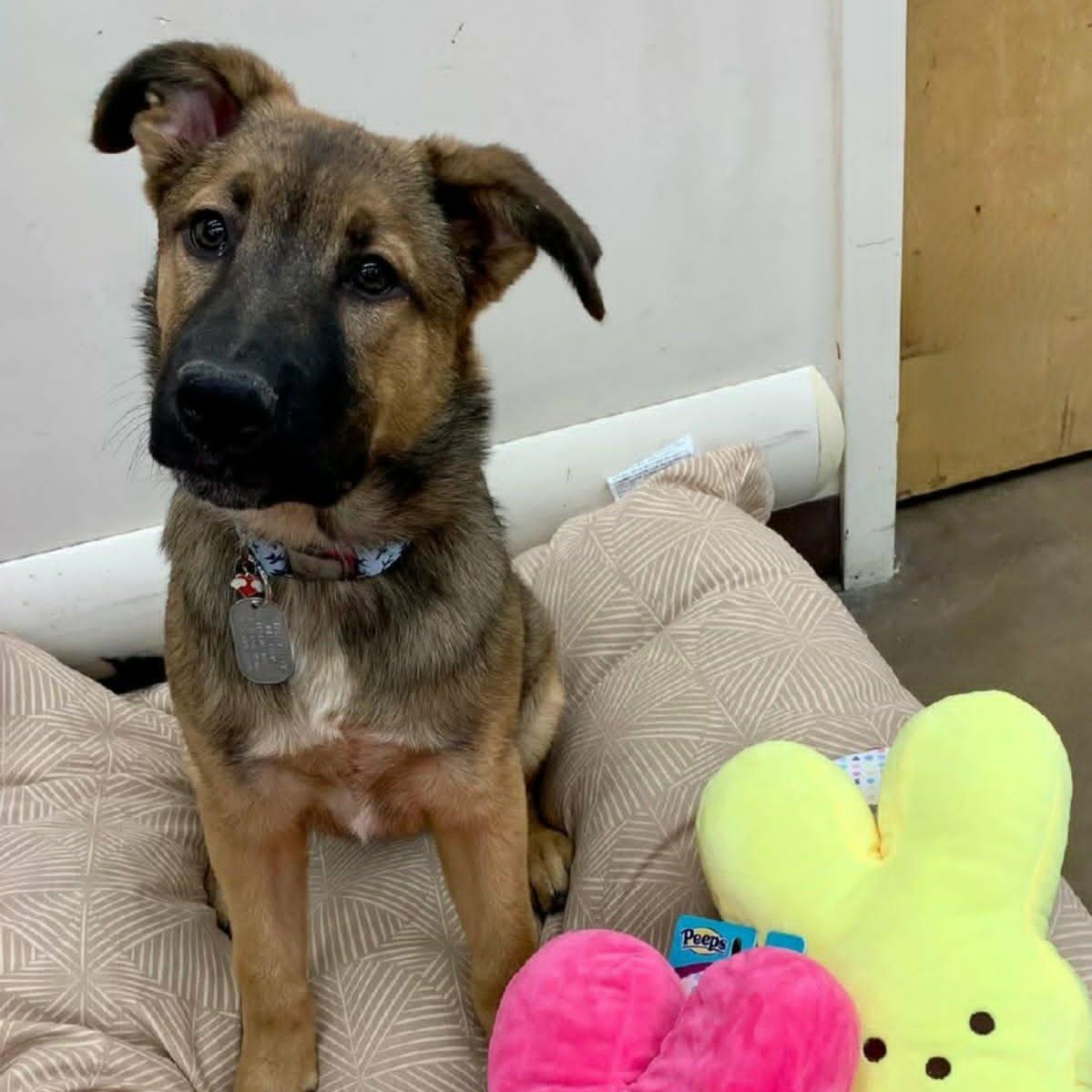 Enlarge Mohican, a Adoptable mixed breed in Dayton, OH image 1/6