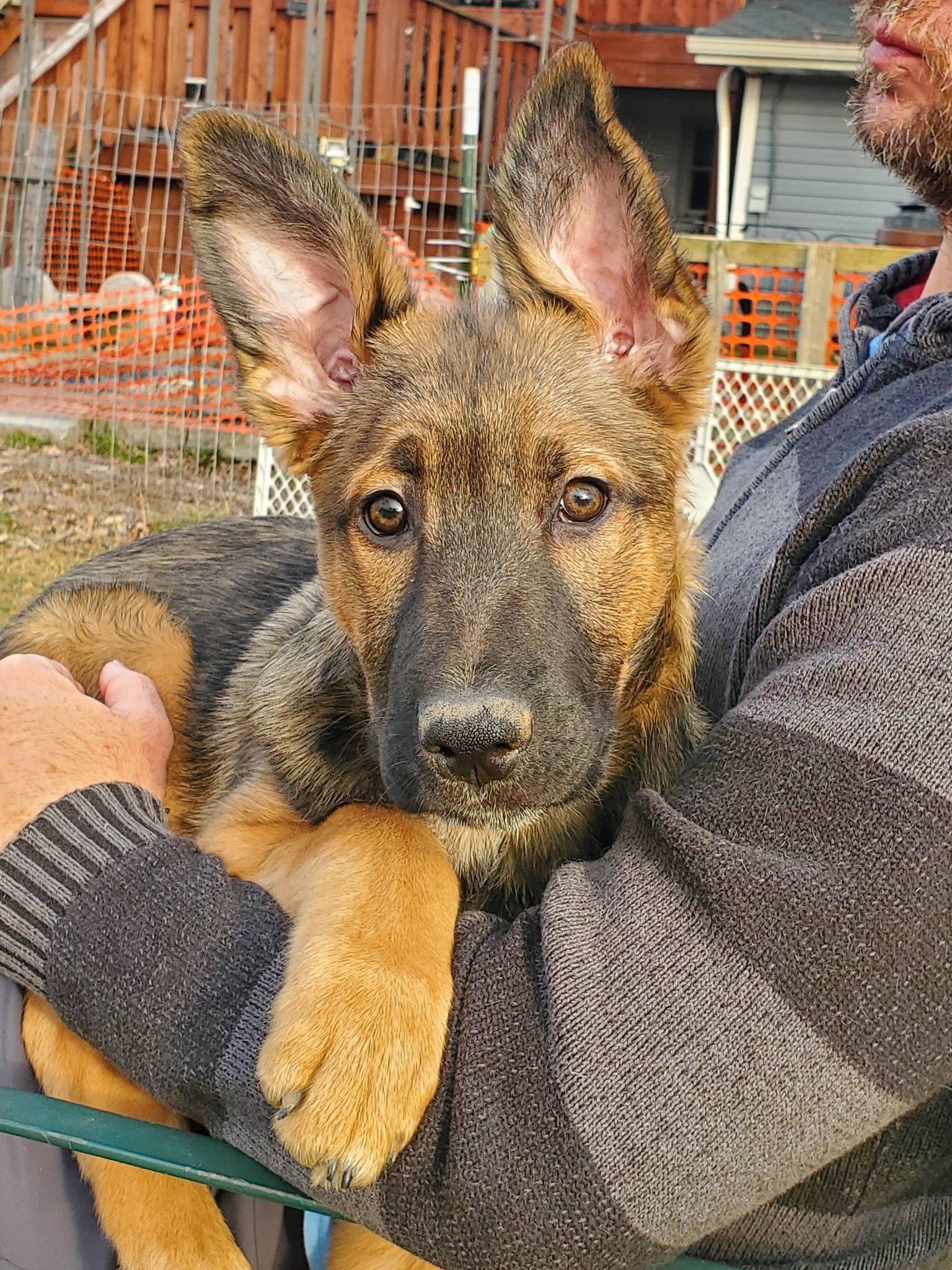 Enlarge Mohican, a Adoptable mixed breed in Dayton, OH image 4/6