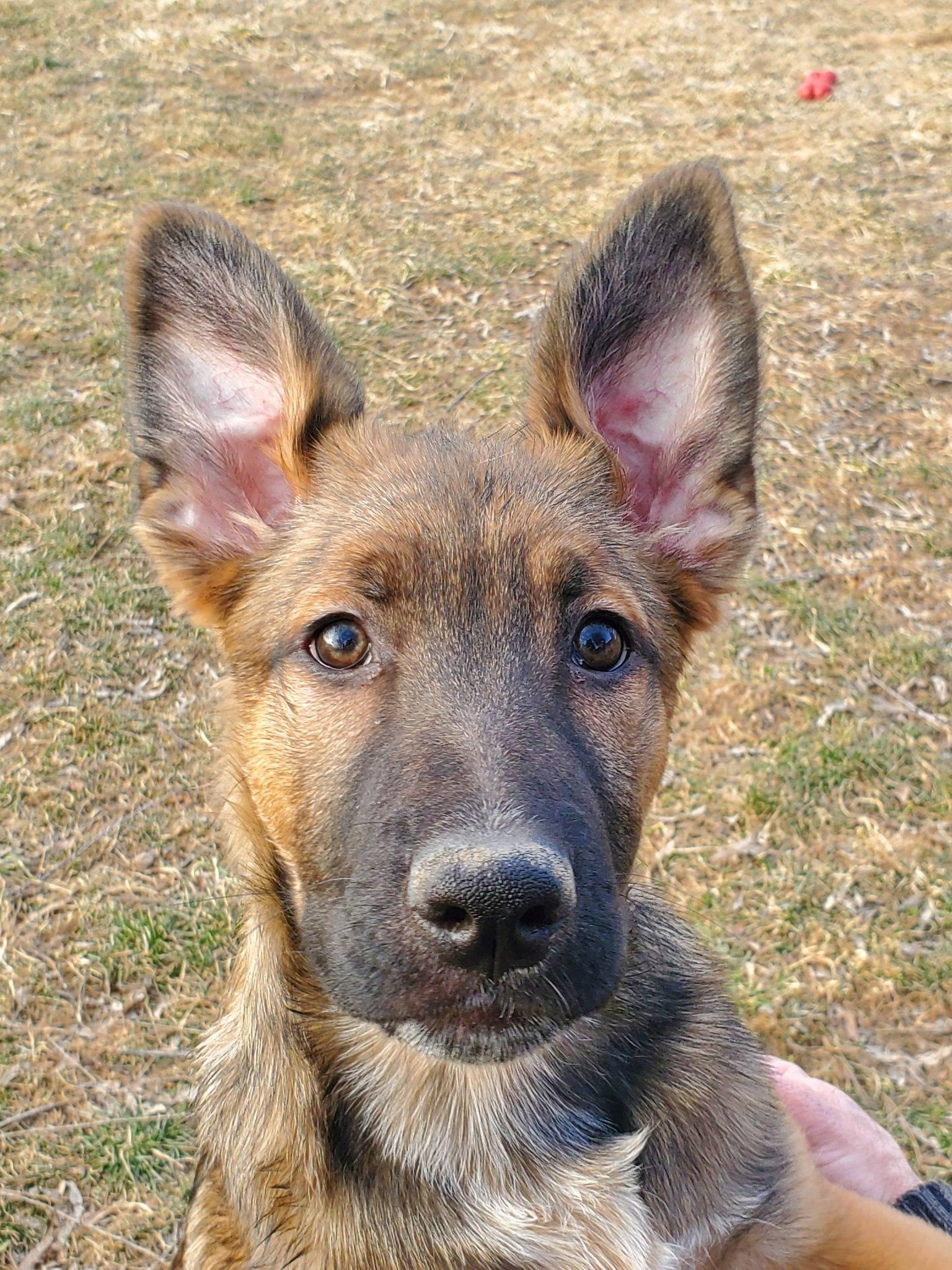 Enlarge Mohican, a Adoptable mixed breed in Dayton, OH image 2/6