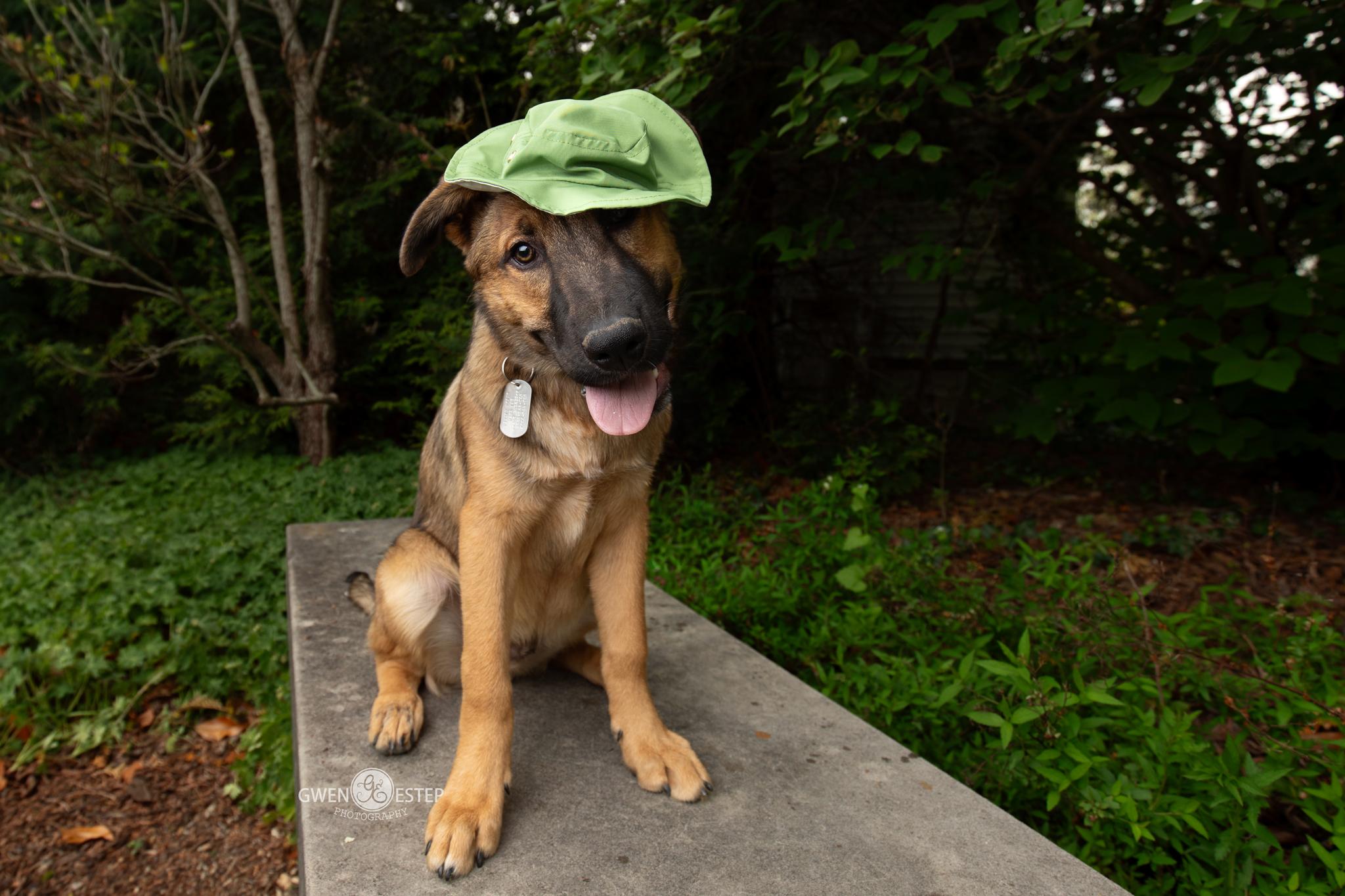 Mohican, a Adoptable mixed breed in Dayton, OH image 3/6