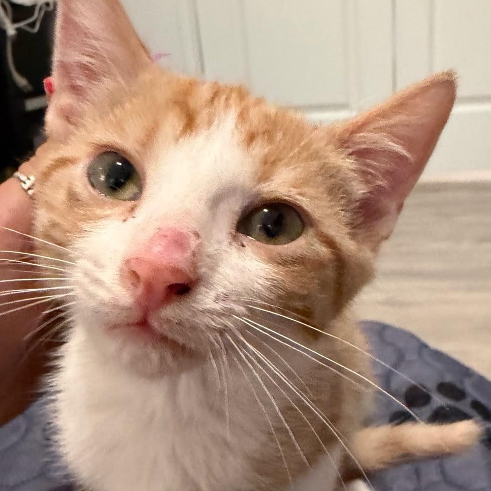 Leon, adopted, Kitten Male Domestic Short Hair.